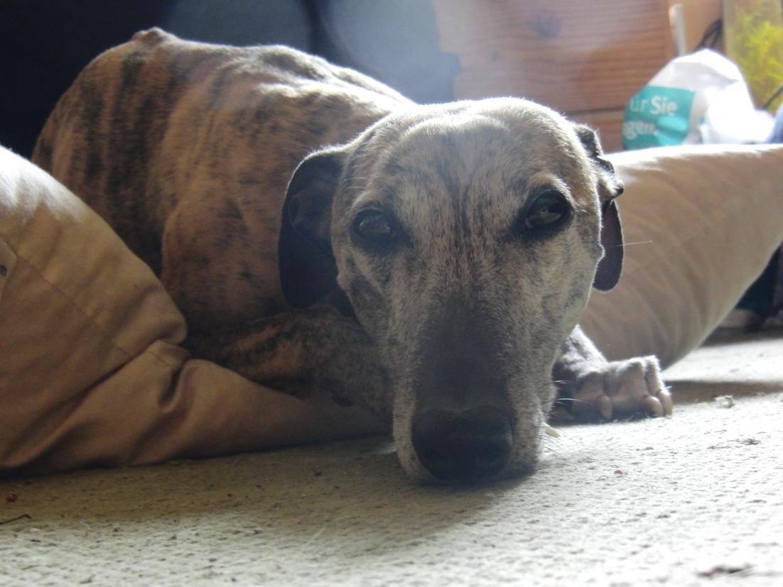 CIMG0824http://www.gnadenkinder.de/board/album.php?albumid=13&attachmentid=1305