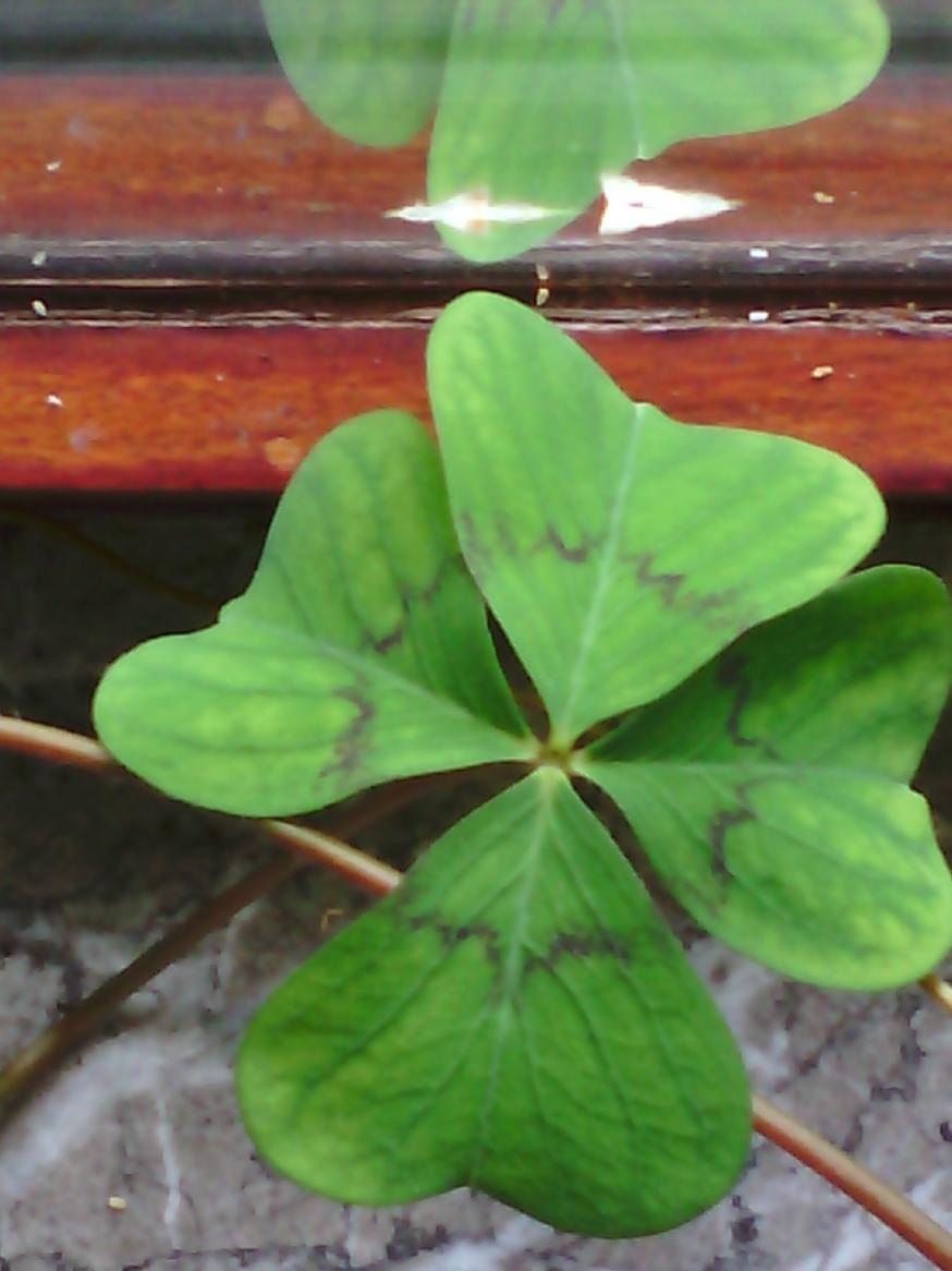 Riesengl�ckskleeblatt 20220814 1