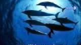 Unterwasser Musik - Entspannungsmusik Unterwasser - Unter Wasser Musik Wale Gesang